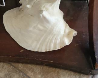 Queen Conch Shell