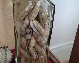 Lettered Olive Seashells in a Rectangular Glass Bottle