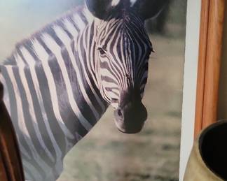 Zebra Portrait Framed Print