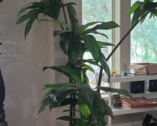 Dracaena Fragrans 'Massangeana' (Corn Plant)