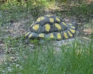 Garden Turtle Statue