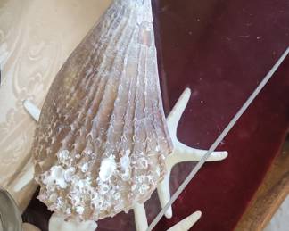 Decorative Seashell and Starfish Display with Pen Shell