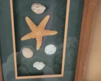 Framed Seashell and Starfish Display