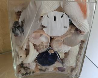 Seashell and Sand Dollar Arrangement in Glass Cube Vase