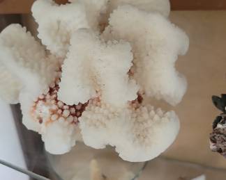White Cauliflower Coral Specimen
