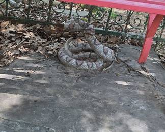 Coiled Rattlesnake Garden Sculpture