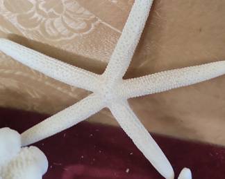 White Finger Starfish and Coral Decor Set