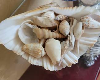 Assorted Seashell Collection in Large Scallop Shell