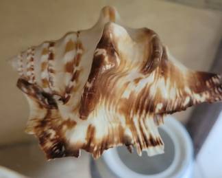 Spider Conch Shell (Lambis lambis)