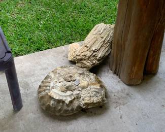 Fossils