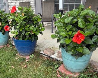 Hibiscus Plants in Decorative Pots