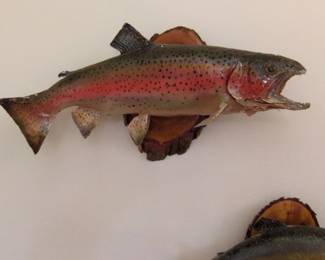 Rainbow Trout Taxidermy Mount