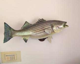 Taxidermy Striped Bass Mount with Plaque