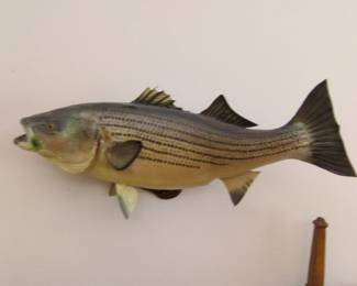 Taxidermy Striped Bass Mount