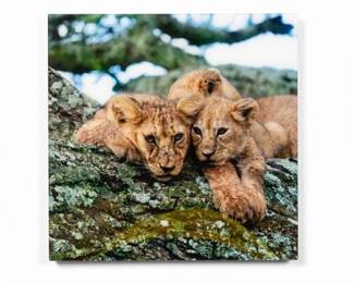 Color Photograph Wall Tile of Two Lion Cubs