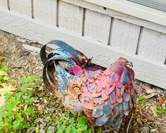 Rooster resting