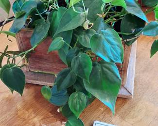 home decor plant