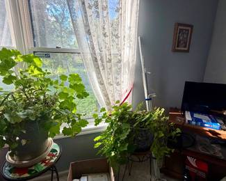 Plants