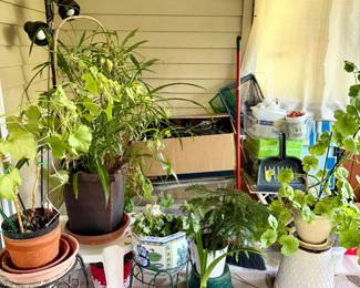 Beautiful plants 