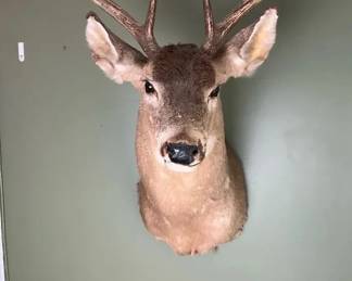 Mounted Buck Deer Shoulder Mount with Decorative Arrow Display