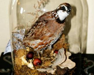 Vintage Taxidermy Quail Under Glass