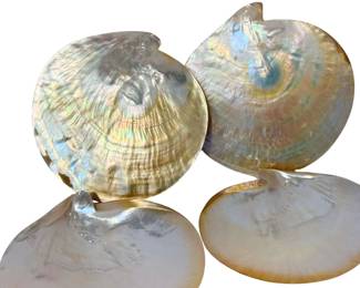 Gold Lip Mother of Pearl Oyster Shells - two matching pairs 