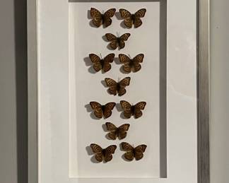 Mounted Butterflies in a Silver Frame Shadow Box