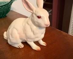 Rabbit
