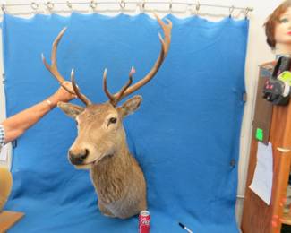 Lot 350. 10-point Red Stag taxidermy wall mount