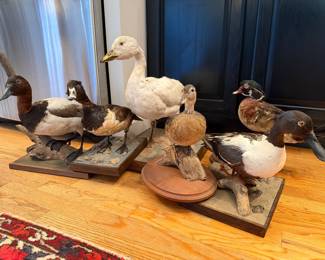 Here’s a set of six ducks. They’re all taxidermy! They’re migratory birds so we’re not allowed to sell them! But we’re allowed to give them away so we’re gonna give these away as door prizes. Not to the first six people, but instead randomly to people who have line numbers so show up at 8 AM on Saturday morning get a line number, maybe get a duck!