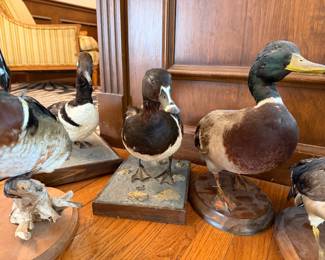 HEY!  Look at the last picture!  Here’s a set of six ducks. They’re all taxidermy! They’re migratory birds so we’re not allowed to sell them! But we’re allowed to give them away so we’re gonna give these away as door prizes. Not to the first six people, but instead randomly to people who have line numbers.  So show up at 8 AM on Saturday morning get a line number, maybe get a duck!
