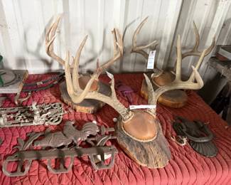Deer