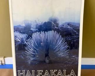 BKB132 - Haleakalā Silversword Framed Poster