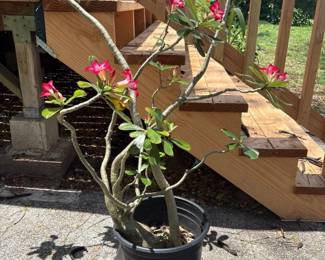 BKB214 - Desert Rose