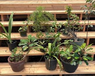 BKB211 - Assortment of Potted Plants