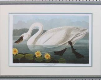 9098 - Common American Swan by John J Audubon (Description): 31.5 X 23.5