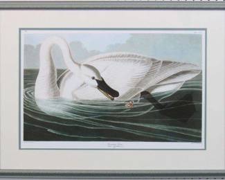 9097 - Trumpeter Swan by John J Audubon (Description): 31.5 X 23.5