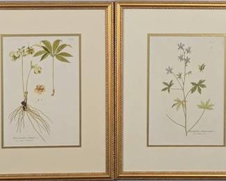 9088 - Set of 2 Botanicals by John J Audubon (Description): 15 X 18.5