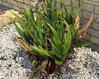 Aloe vera plant