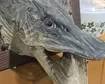crocodile head mounted