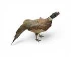 Pheasant Mount