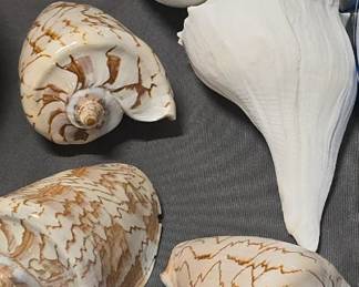 Seashells