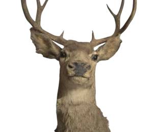 10 point Buck Taxidermy