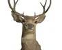 10 Point Buck