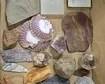 assorted fossils and mineral specimens