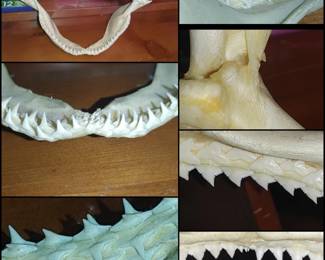 Tiger Shark Jaws Real Teeth Specimen Ocean Taxidermy