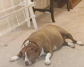 Poor Precious was pooped out on Saturday but she'll be ready to go again on Sunday yawl come see us 50% off