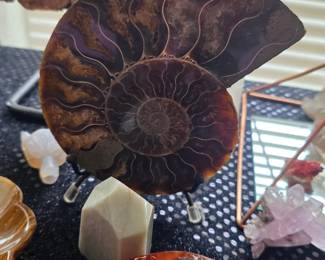 A large, polished ammonite fossil half displaying intricate internal chambers.