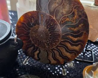 A large, polished ammonite fossil half displaying intricate internal chambers.