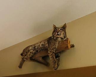 Taxidermy bobcat